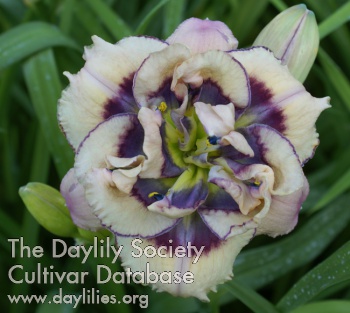 Daylily Baby's Got Blue Eyes